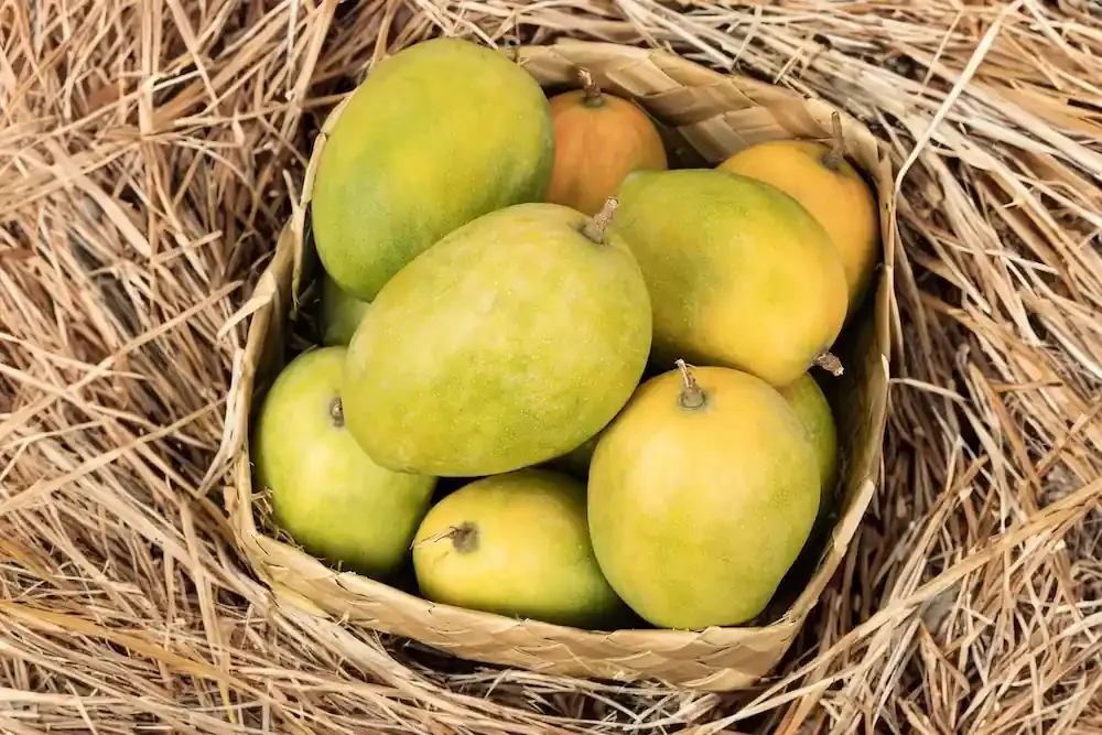 Mango Rajapuri Plant
